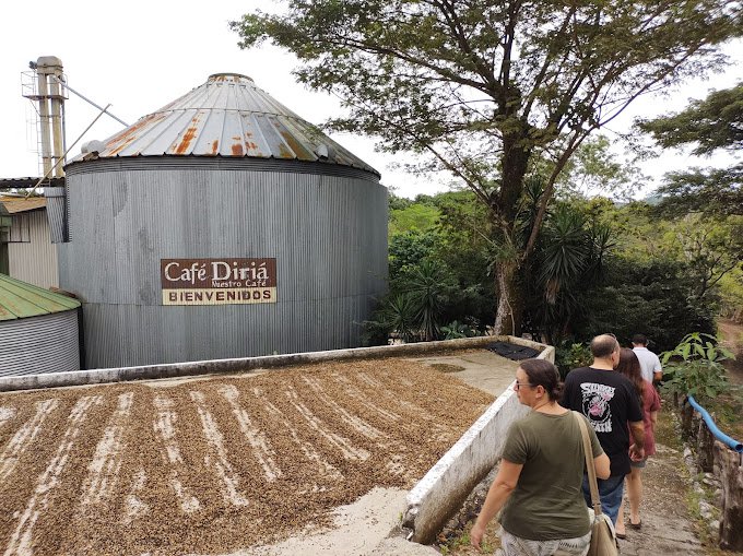 Coffee Tour in Costa Rica: Visitors exploring a lush coffee plantation and learning about the coffee-making process."